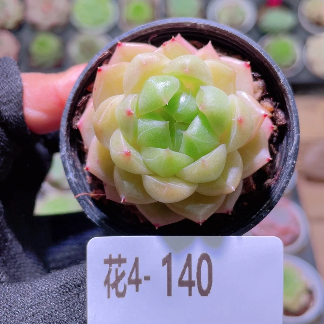 花利美4-148麦秆单头