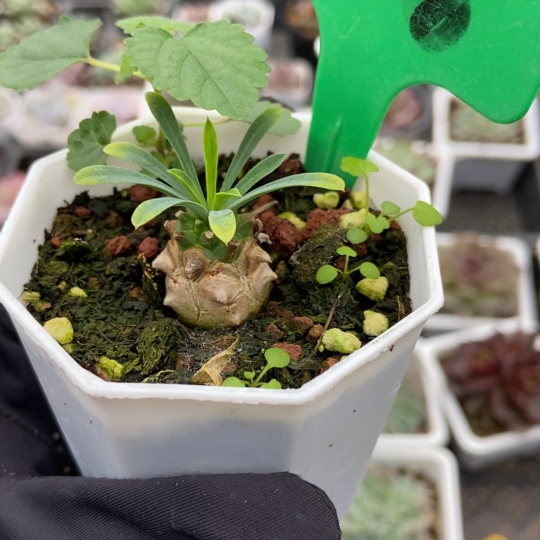 828块根多肉植物多肉