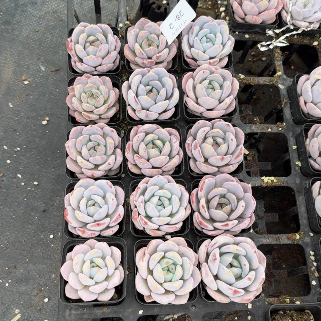 奶盖清货十五颗量拍28-2左六