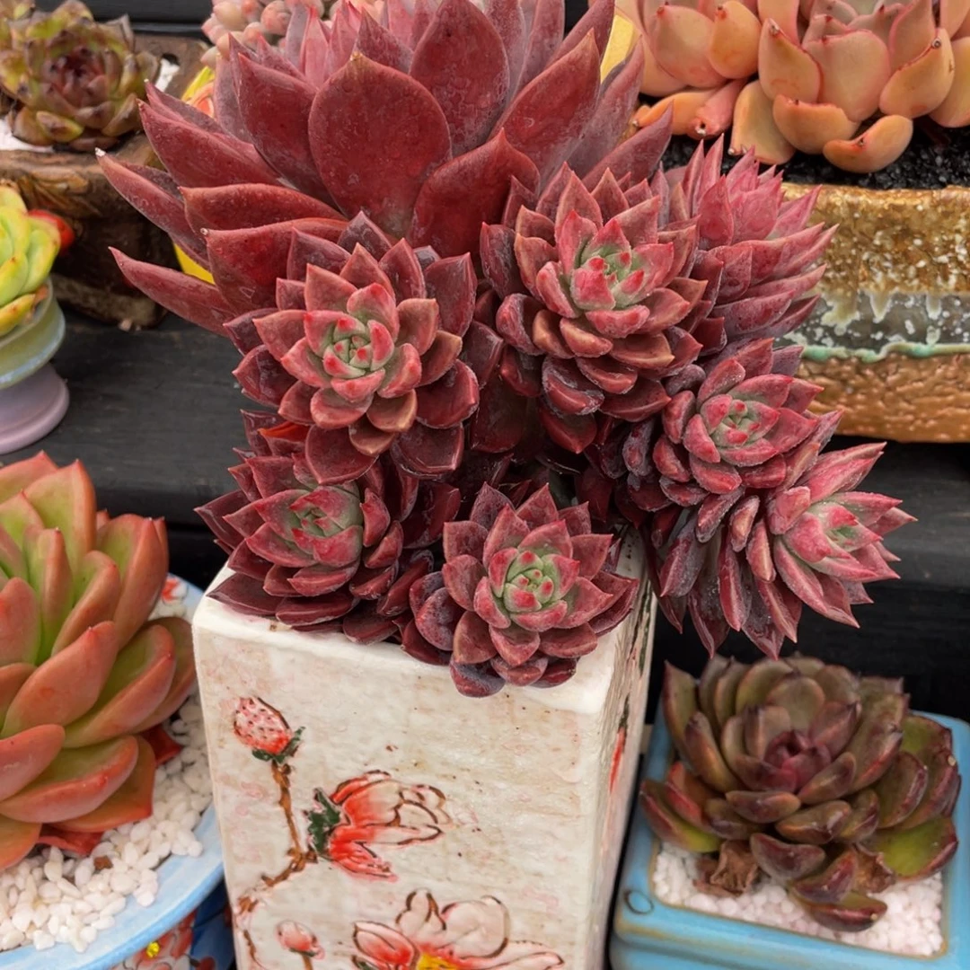 红糖卡多肉植物盆栽