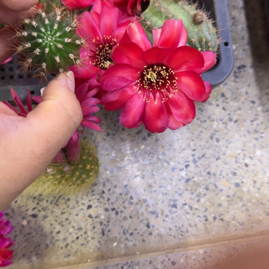 200白檀血色2个无根侧牙小，20包邮矮胖