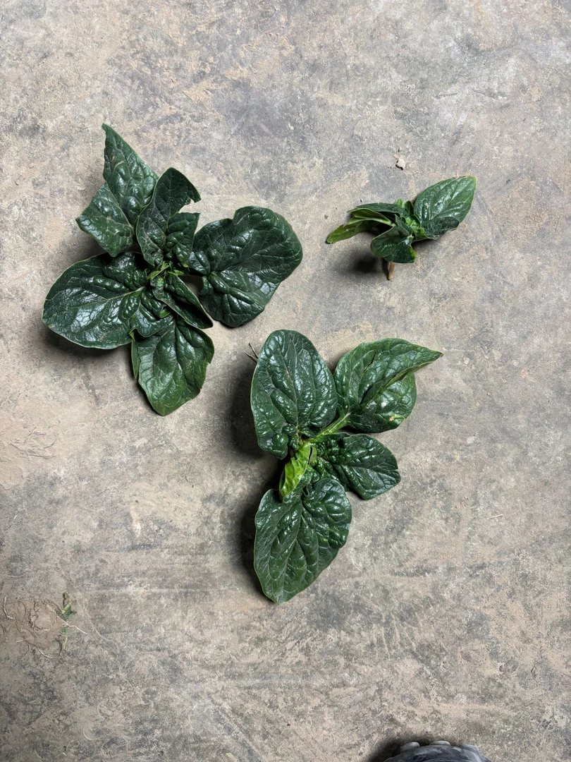 河南露天霜打矮秆趴地红根小菠菜新鲜现挖现发