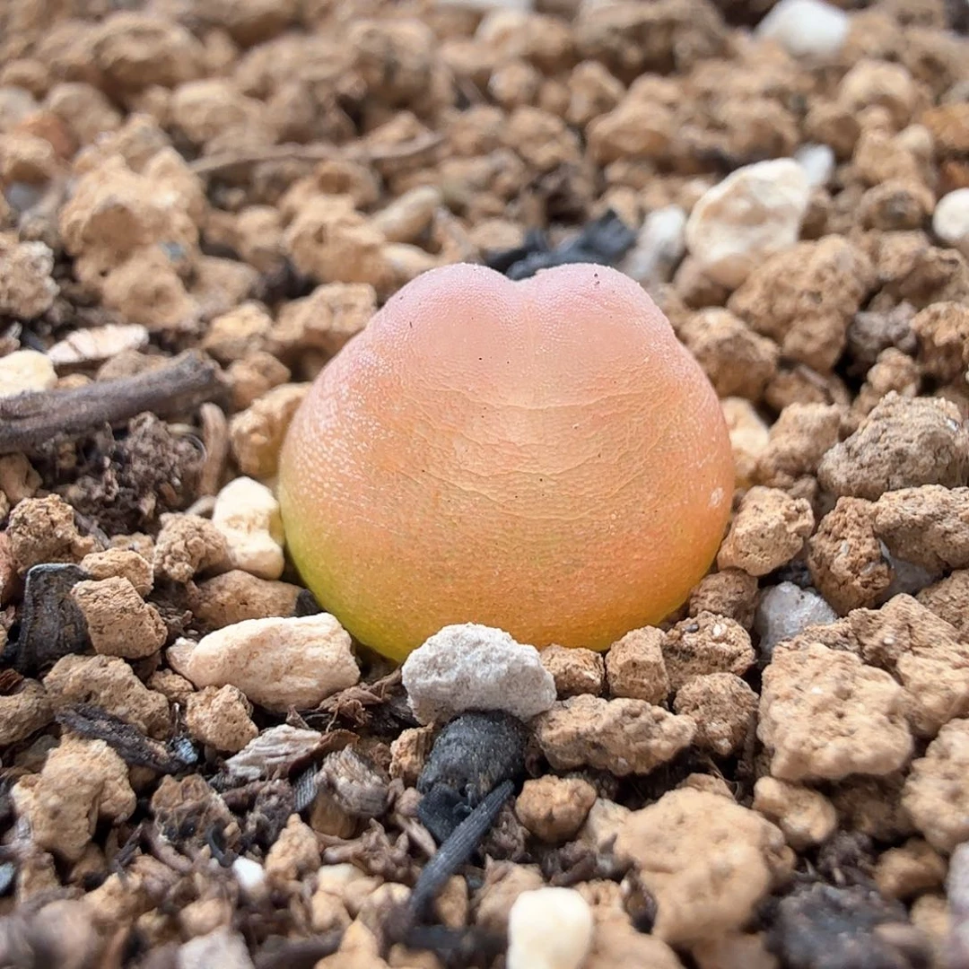 2.14.9/西柚粉色紫皮拉登/多肉植物