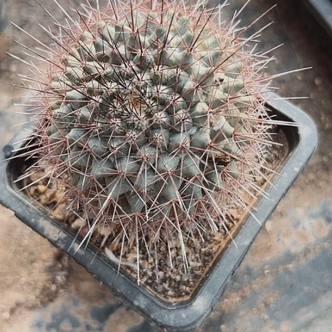 746实生仙人球的一个