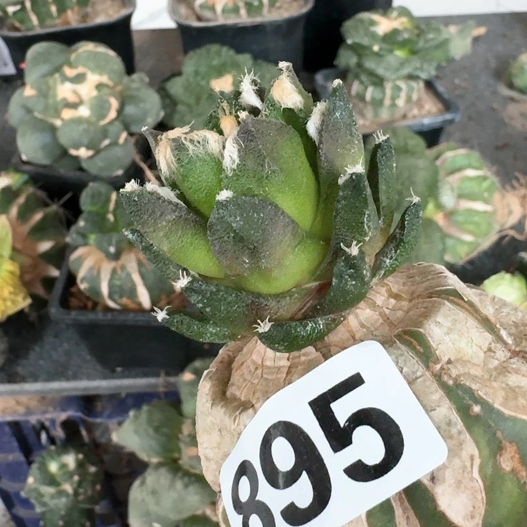 【闪购商品】无花朵自**生博士895