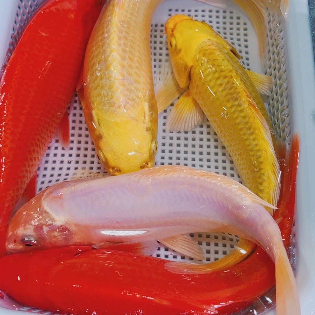 锦鲤锦鲤冷水鱼观赏