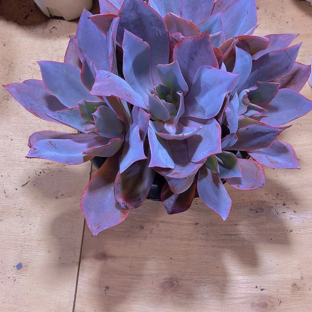 @****”000000000000000159