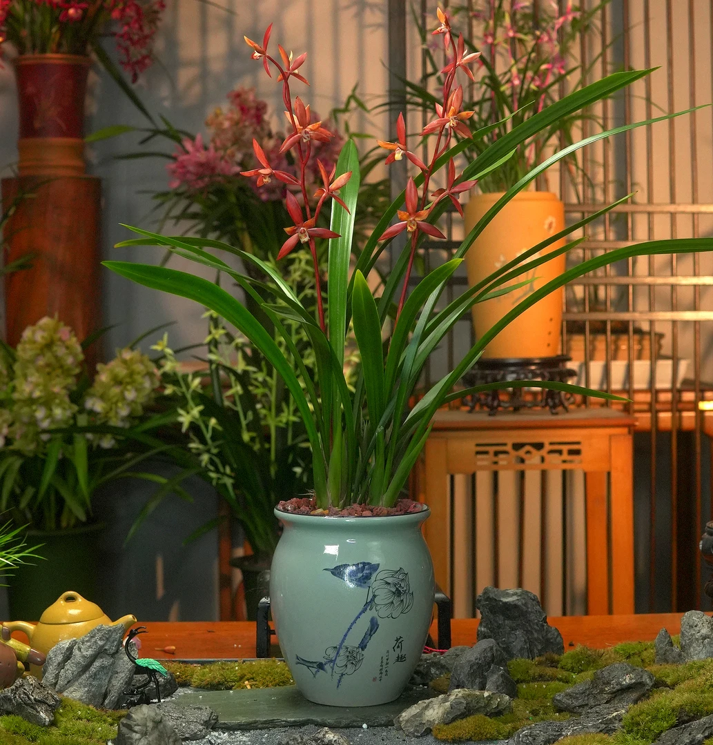 墨兰铭品小香【香美人】名贵兰花墨兰带花芽办公室阳台盆栽精品兰花