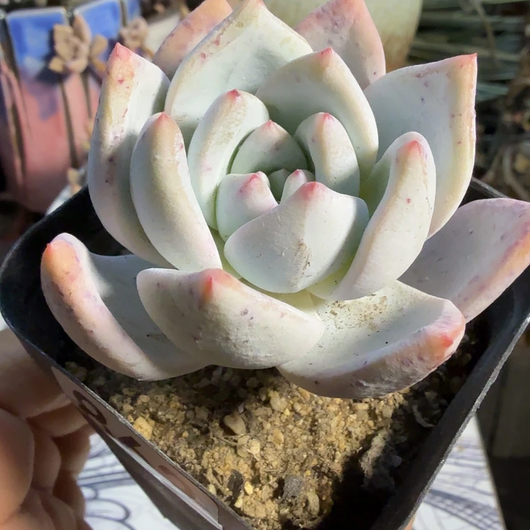 863单头嫦娥满20包邮