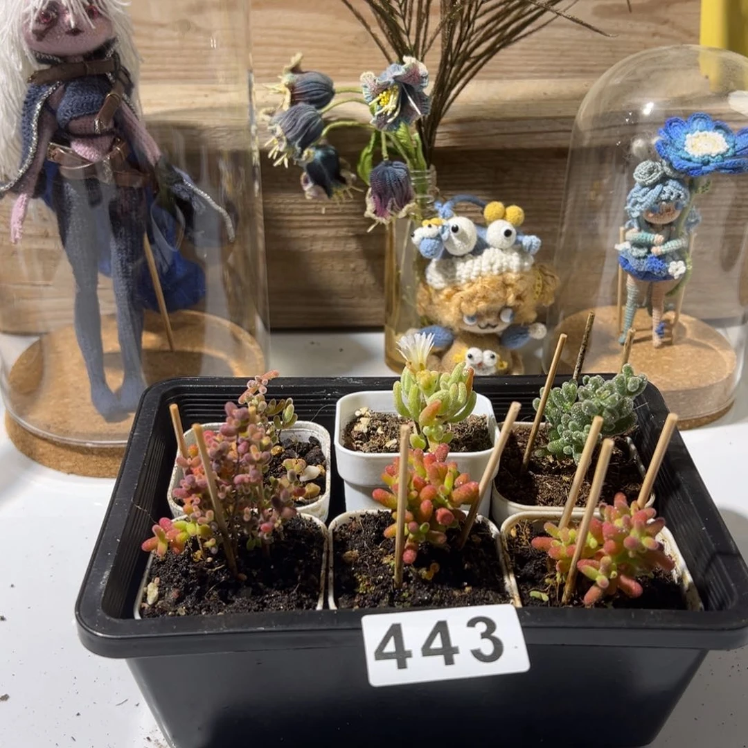 枝干番杏多肉植物443