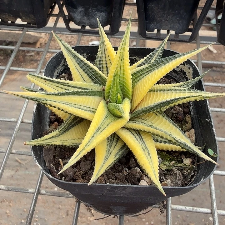 琉璃殿锦单头9仙人球