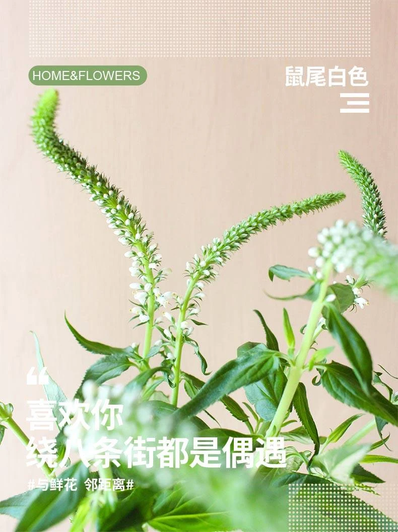 【花梦鲜花】云南基地直发鼠尾草鲜花适合室内水养插花装饰
