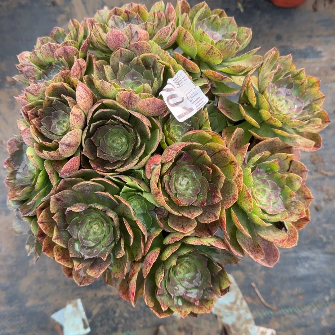 万拉丝001号20包邮断枝不包