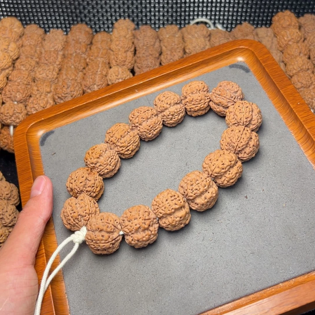 菩提11号尼泊尔大金刚梅花五龙梁