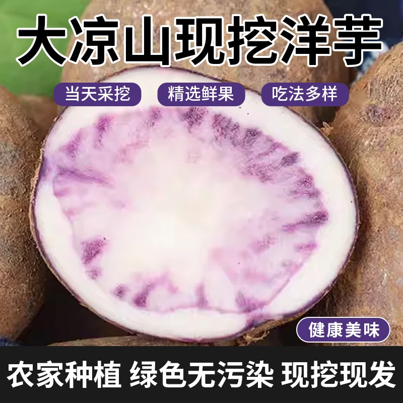 2025年大凉山会东乌洋芋包邮优质好吃美味