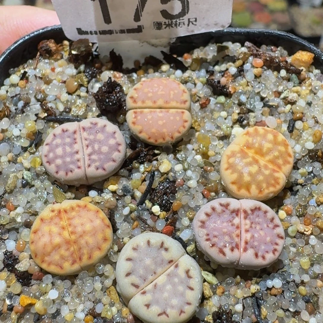 Ssss精品生石花175