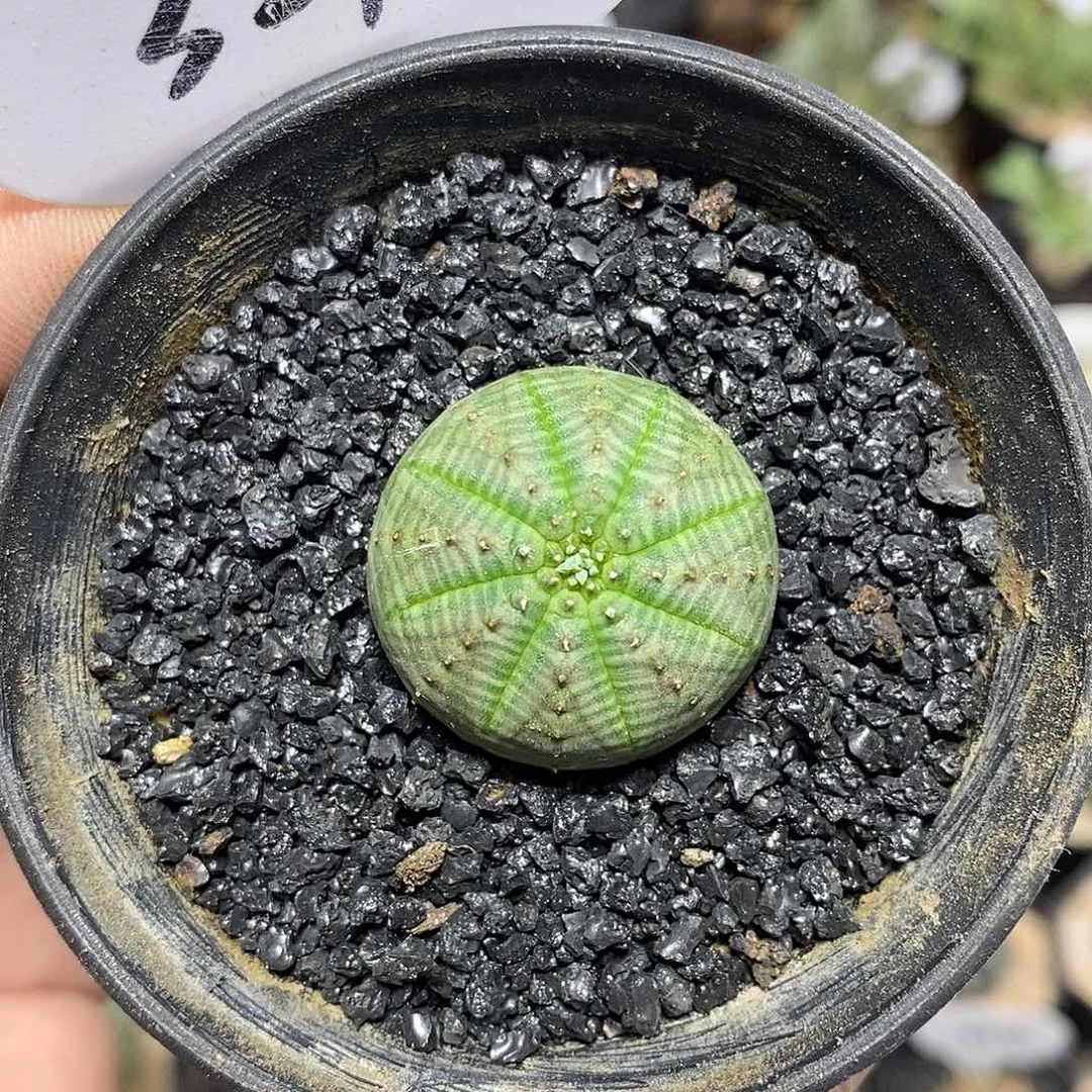 欧系布纹球321号2.9cm