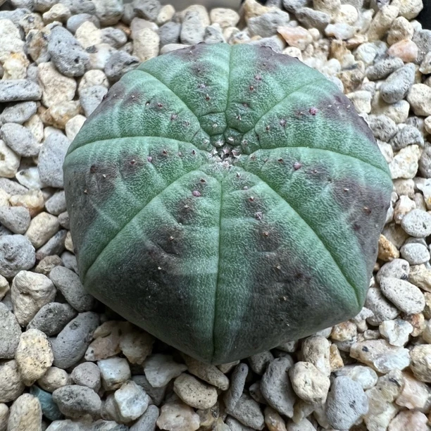 胭脂神玉布纹球实生一物一拍仙人球块根多肉植物绿植盆栽