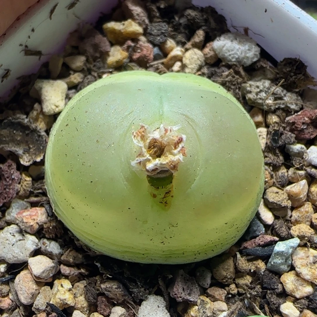 拉登2.38多肉植物733