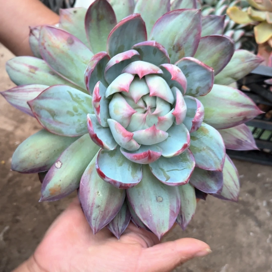 多肉植物多肉植物