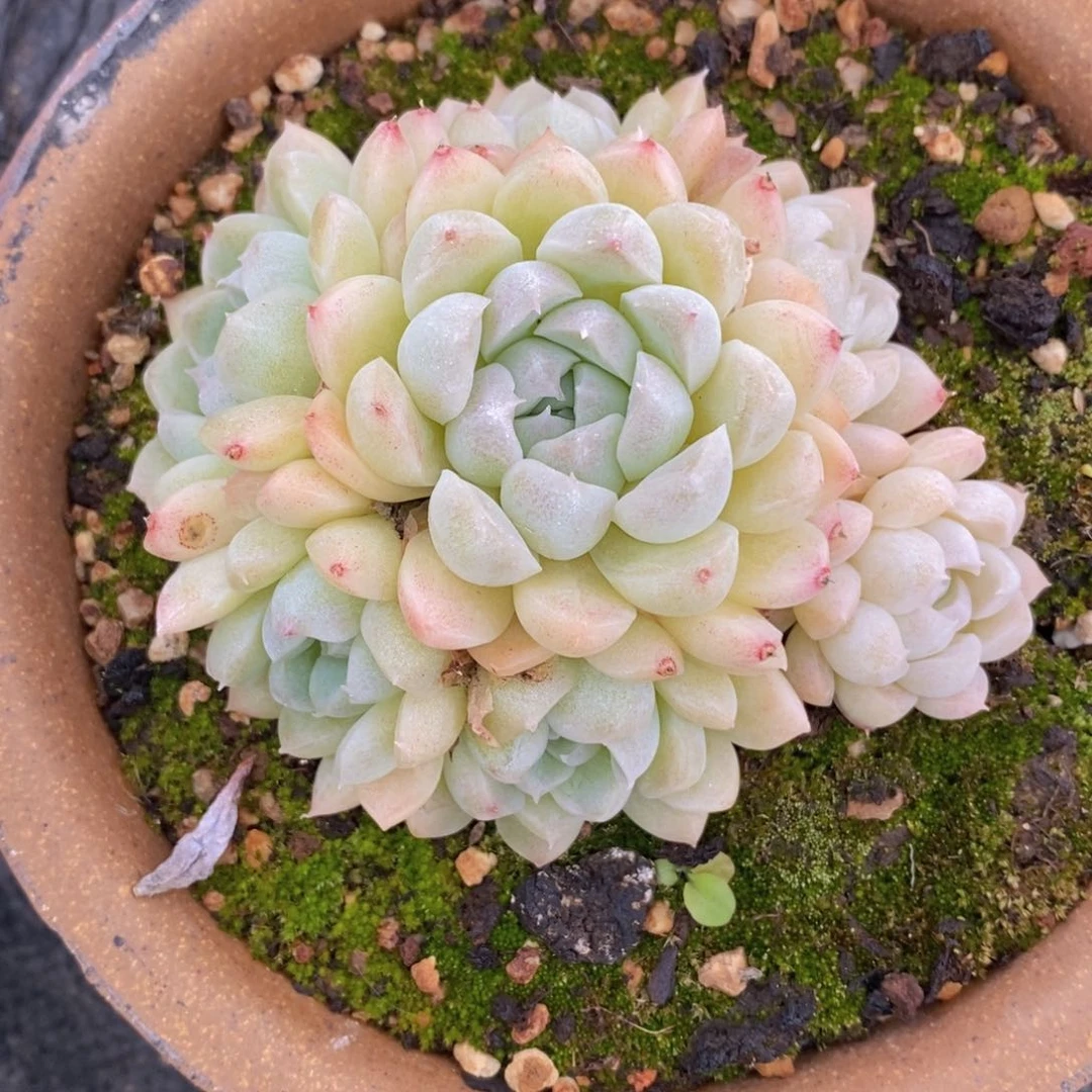 蛋****，可问主播品种，下滑链接更多品种多肉选择