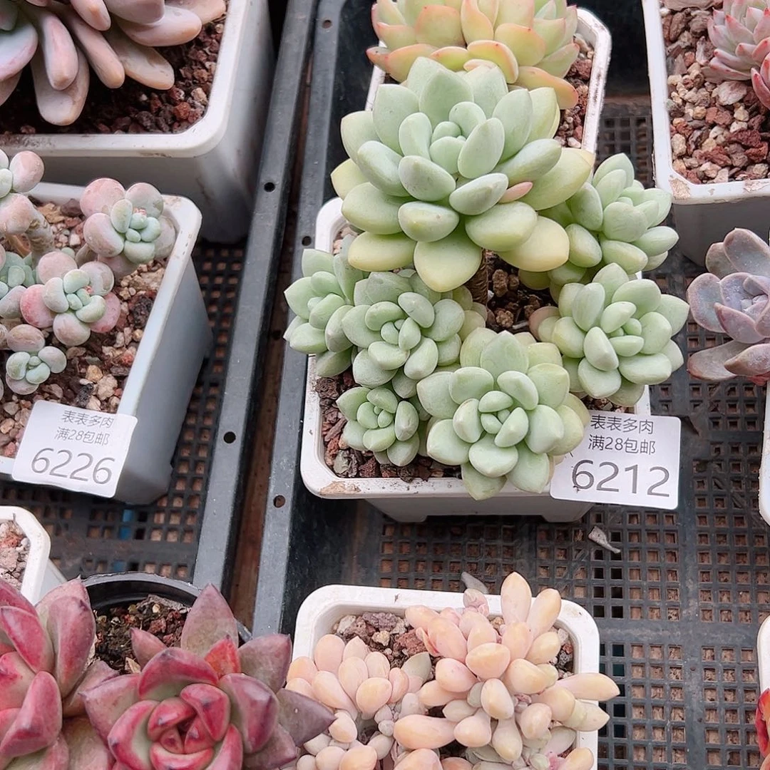 无花朵多****怪多肉一物一拍6212