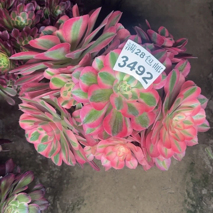 3492女巫多肉植物