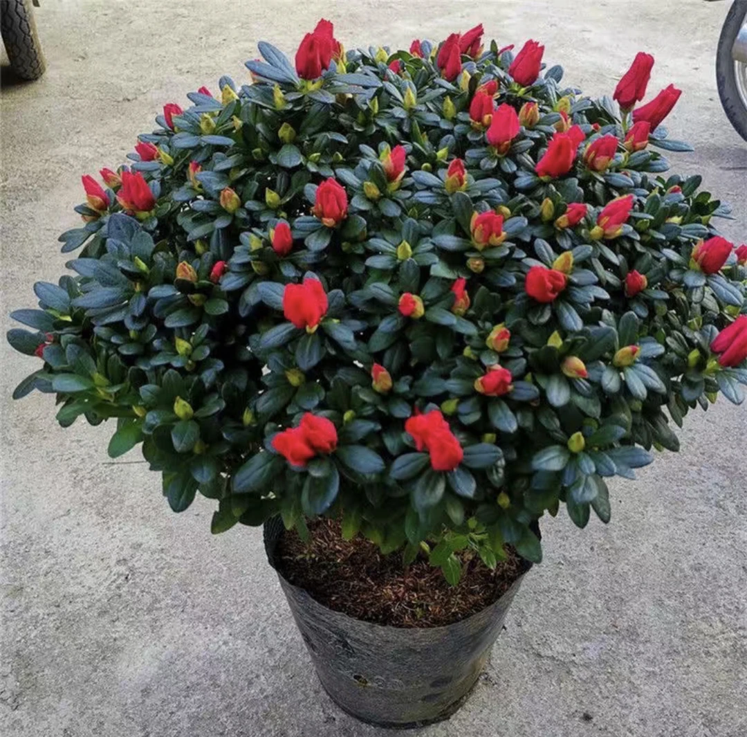 四季杜鹃花带花苞大盆栽植物开花不断花卉室内带观花植物耐寒好养