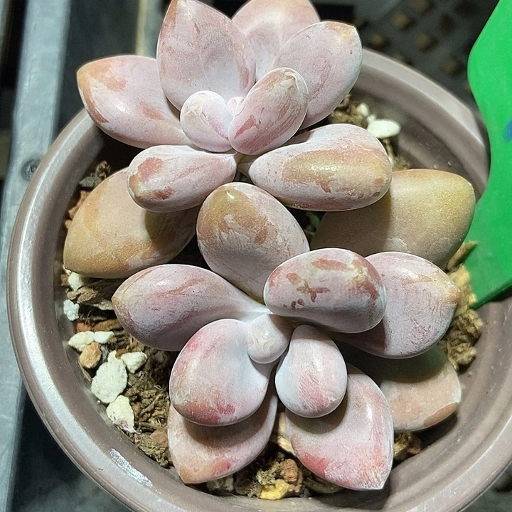 多肉植物原始虞美人791