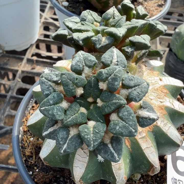 无花朵099三头姬牡丹东三