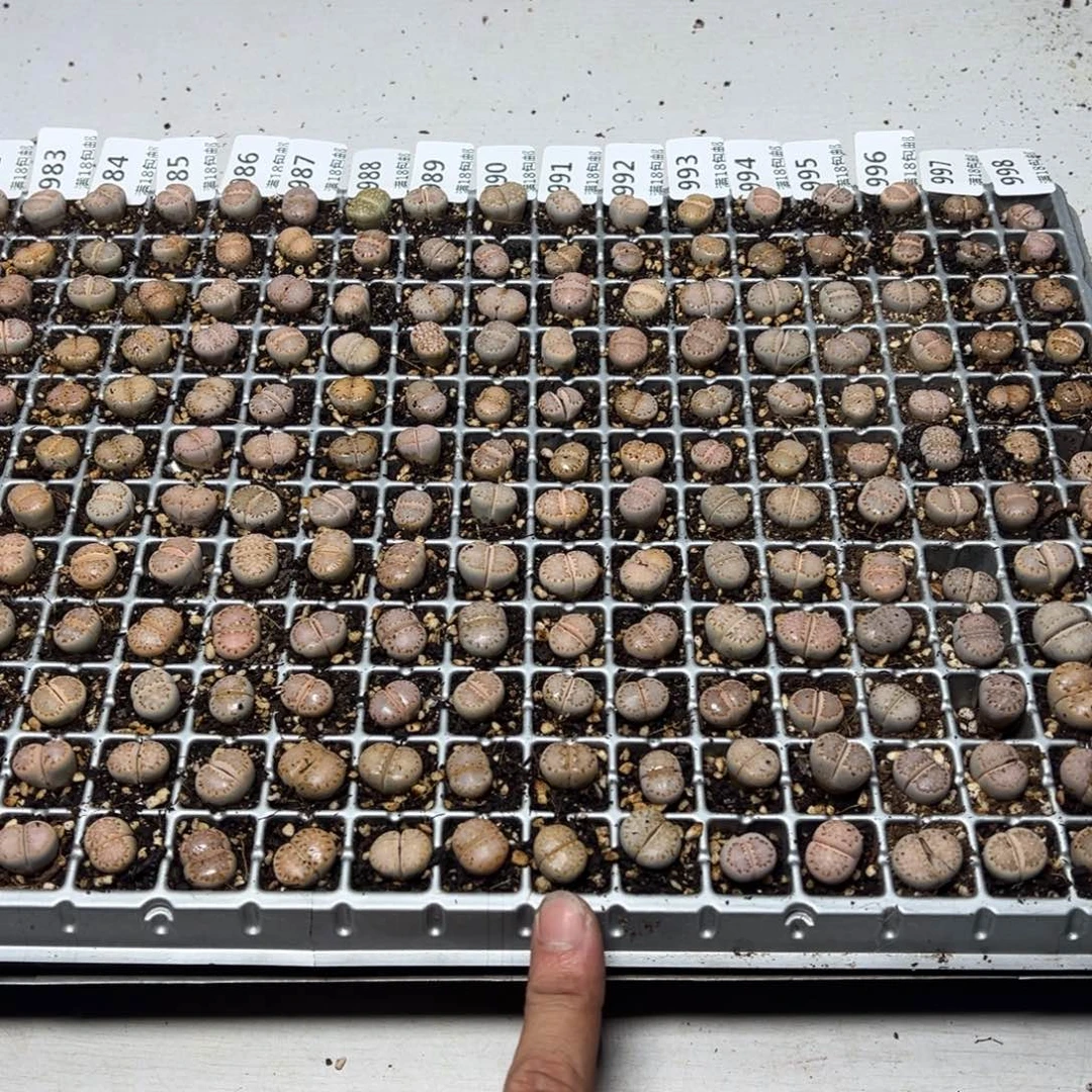 【闪购商品】991.