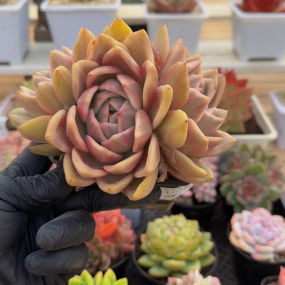 1115-44香槟锦三头