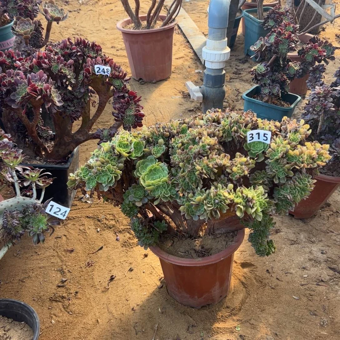 微瑕疵玫瑰315官府45