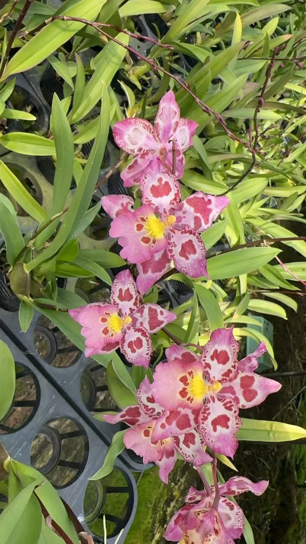 豹斑宝石  精致粉紫爆花花期长室内阳台 云南鲜花绿植