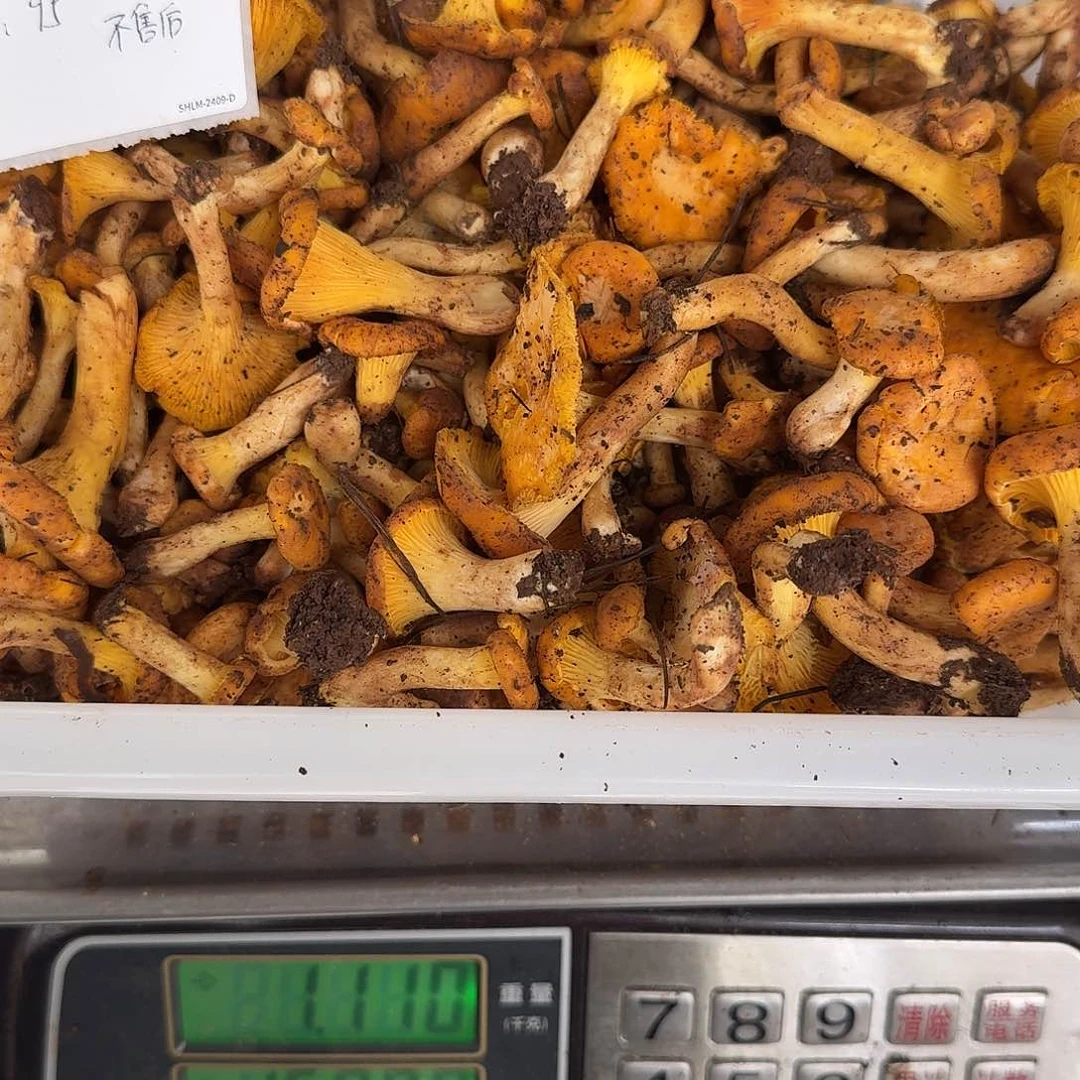 生***糖青头菌中国大陆菌子