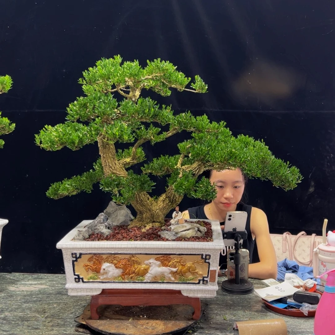 无花朵广东黄杨四季常青