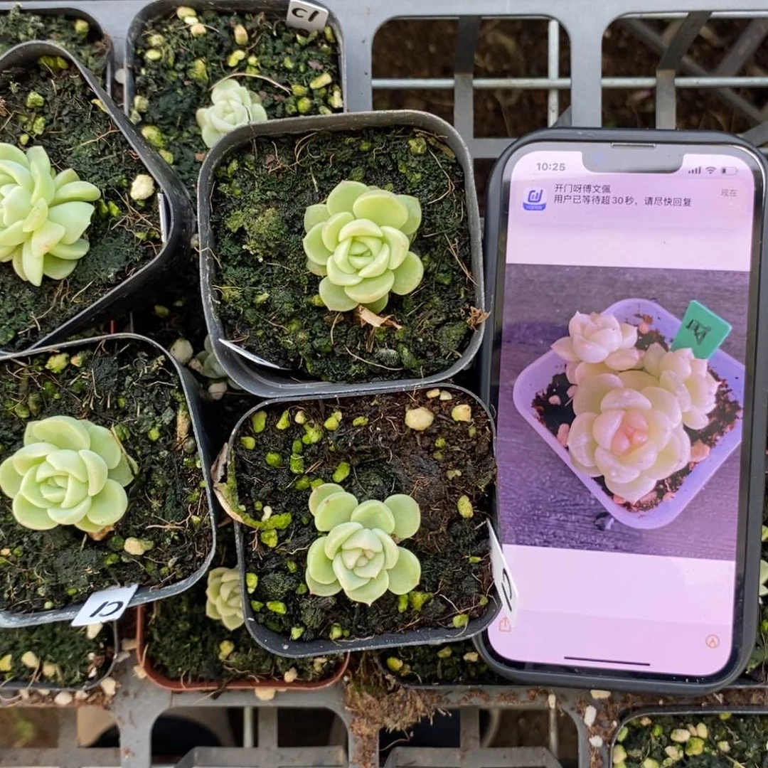 上盆财富1一个多肉