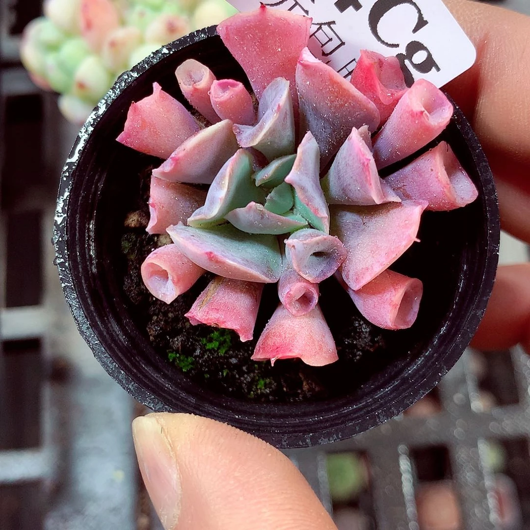 5厘米盆精控多肉284