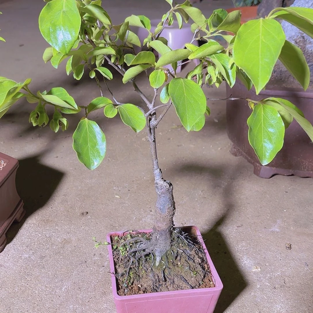 当前无花朵，栽培后可花朵