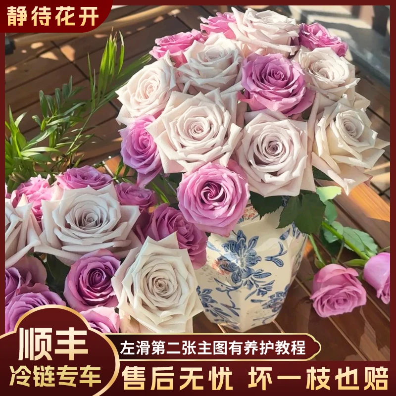 【芋泥奶茶】紫霞曼塔-A级单头玫瑰云南鲜花斗南花卉顺丰包邮高品质