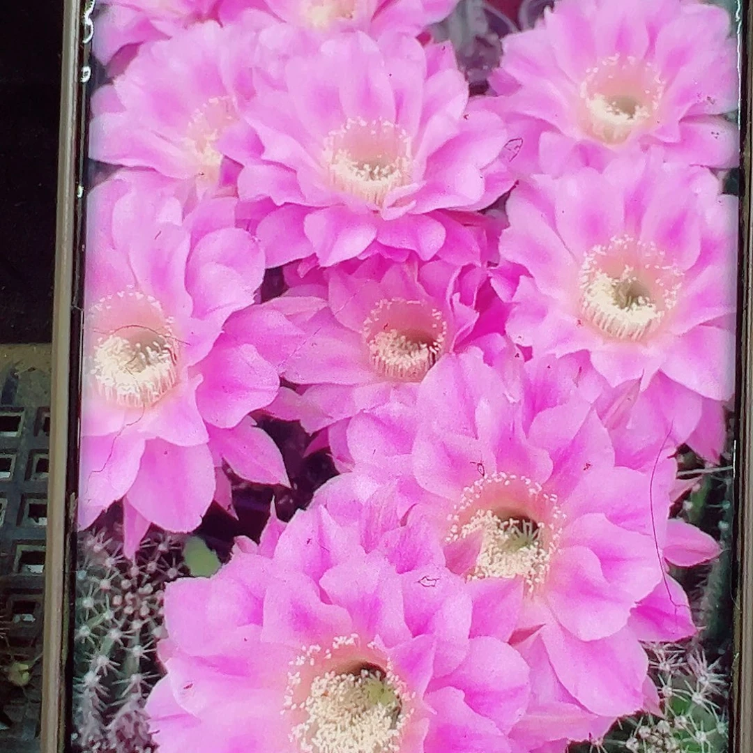 彩草交响乐侧芽 20 包邮