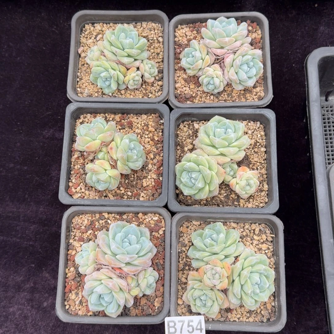 6颗一起一物一拍754