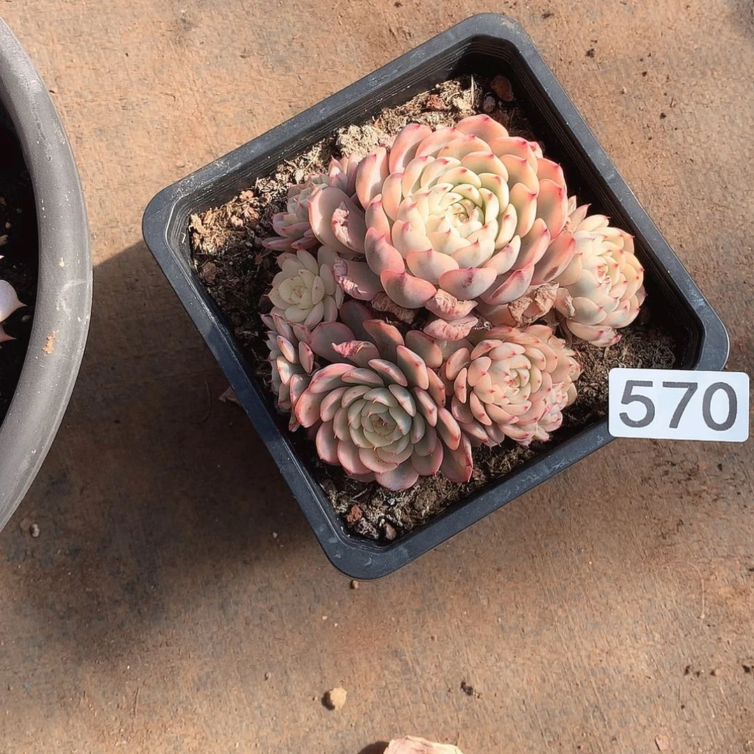 570锦 一物一拍多肉