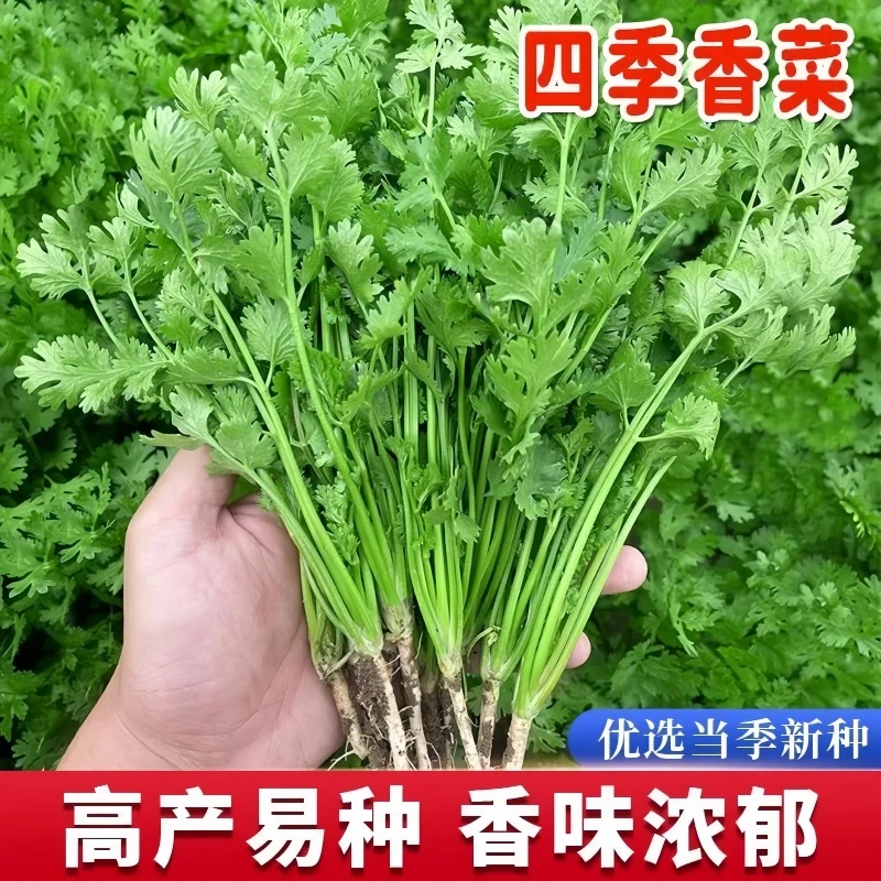 【四季速生香菜种子】香味浓郁耐热阳台盆栽可种四季播种蔬菜种子