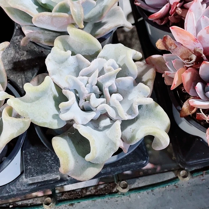 女王皇冠48一盆658888666