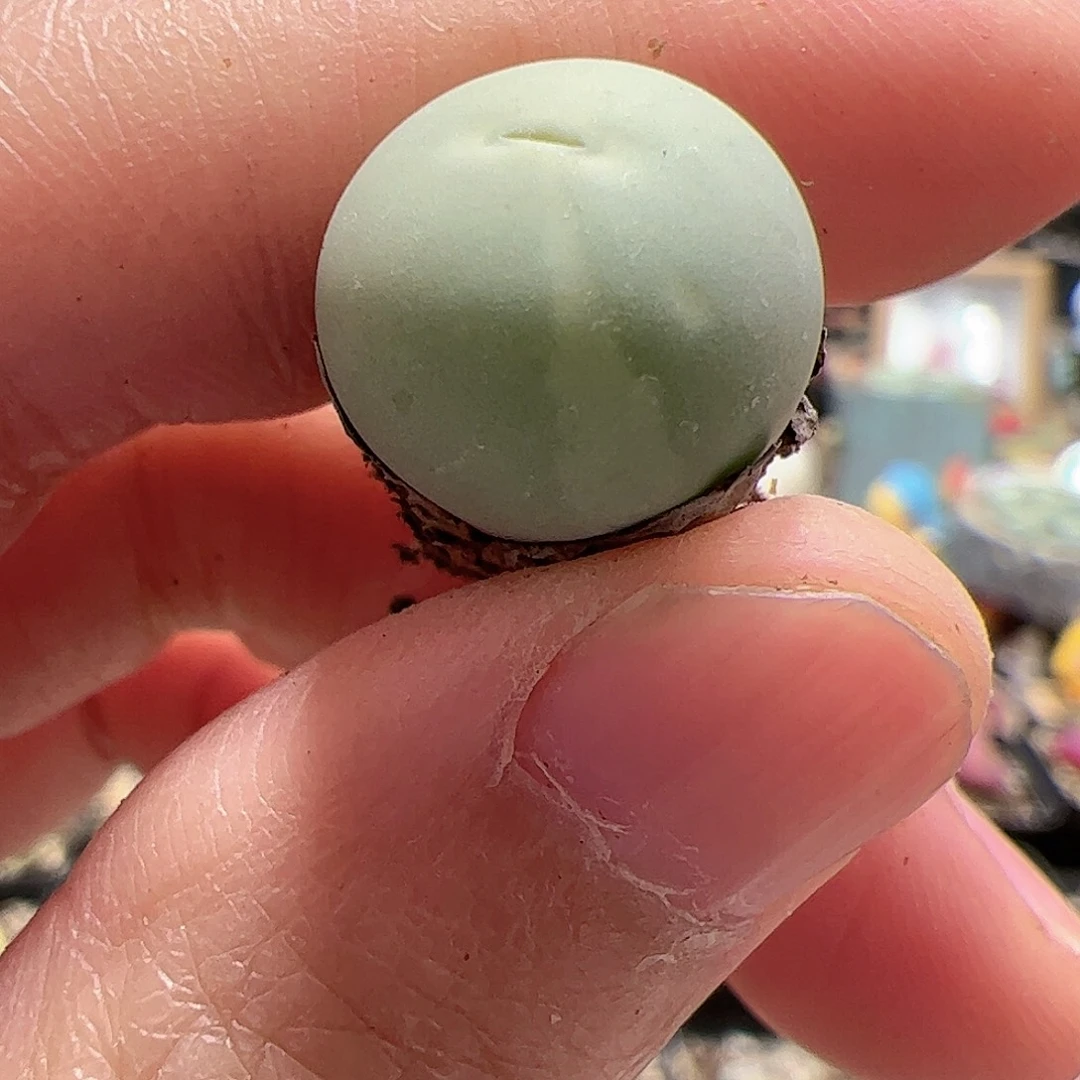 【闪购商品】135 鸽子蛋锦