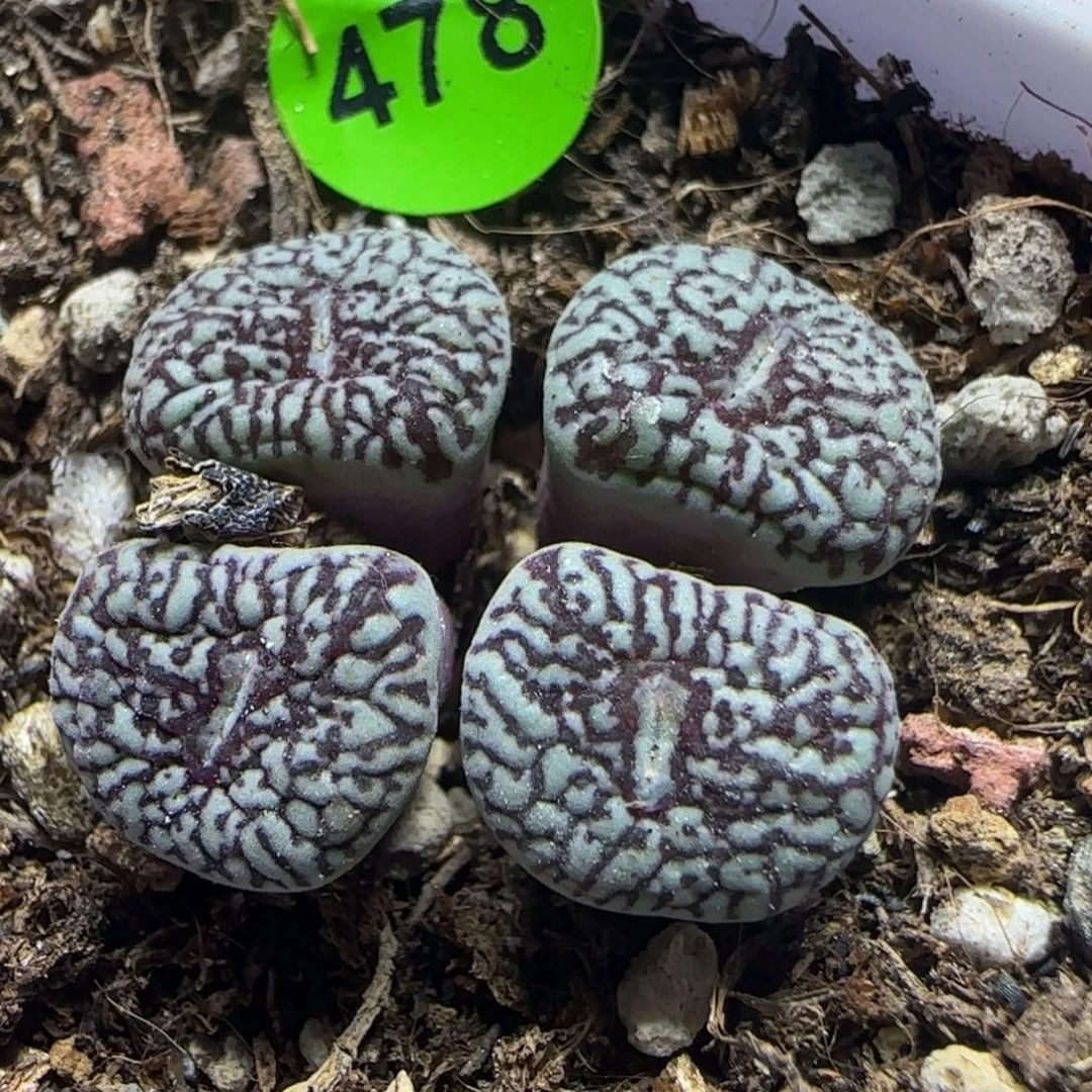 超墨漂亮多肉植物478