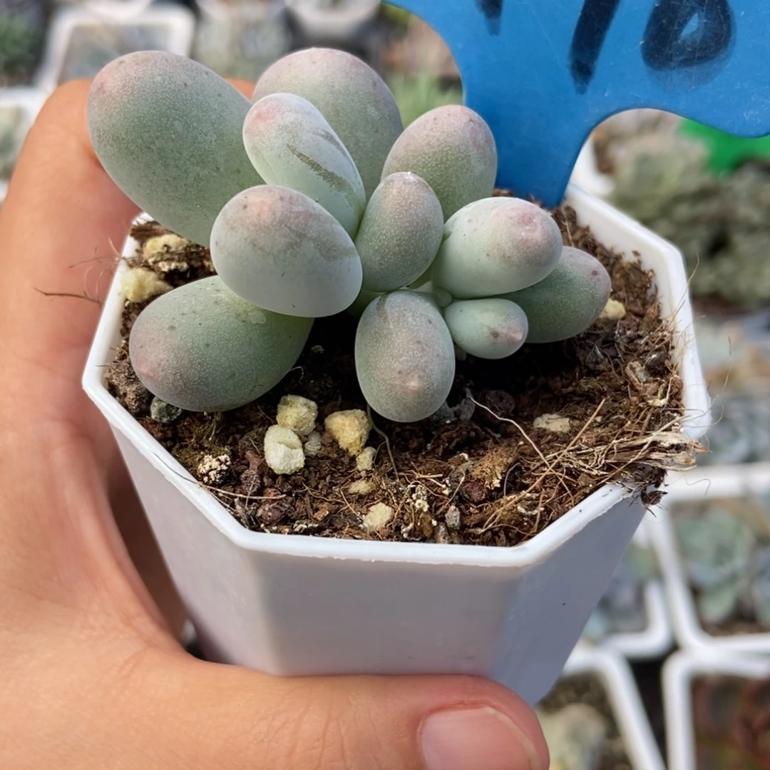 6148米可奶多肉植物