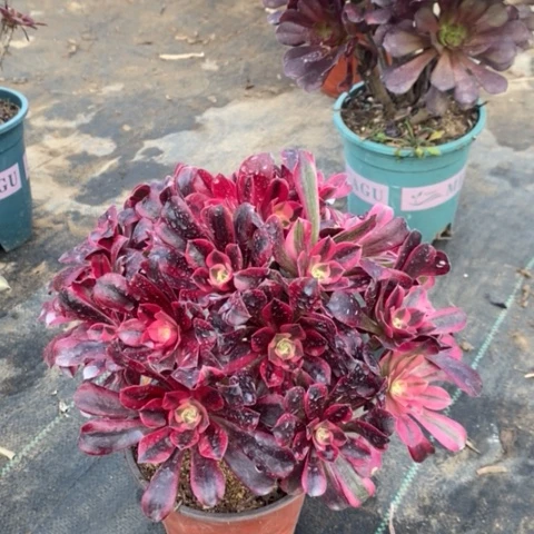 美杜莎多肉植物058