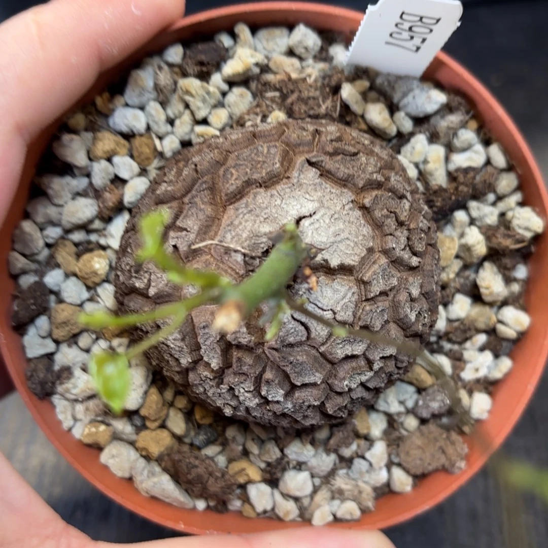957号龟甲龙带盆包邮